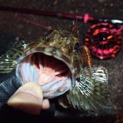 2022/03/06 南港ヘチ釣り釣行