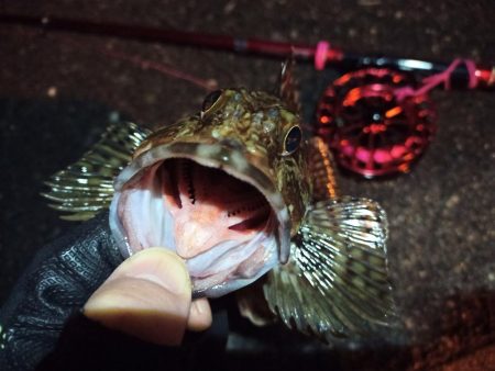 2022/03/06 南港ヘチ釣り釣行