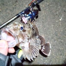 2022/03/07 南港ライトゲーム釣行