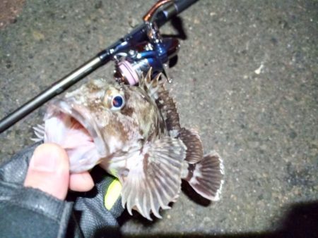 2022/03/07 南港ライトゲーム釣行