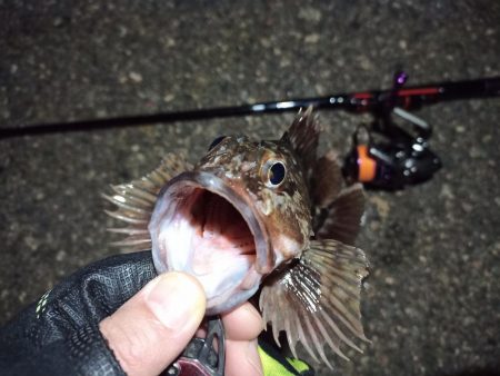 2022/03/09 南港ライトゲーム釣行…