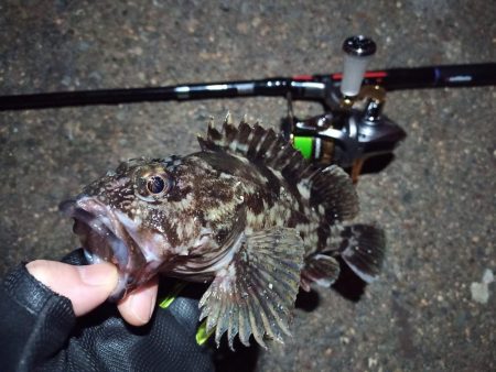 2022/03/11 南港ライトゲーム釣行…