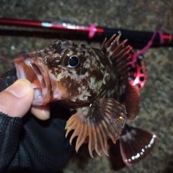 2022/03/12 南港ヘチ釣り釣行 ~ 歳無し釣果!