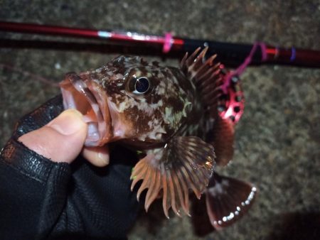 2022/03/12 南港ヘチ釣り釣行 ~ 歳無し釣果!