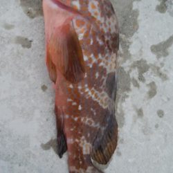 メバル3匹!キジハタ1匹!