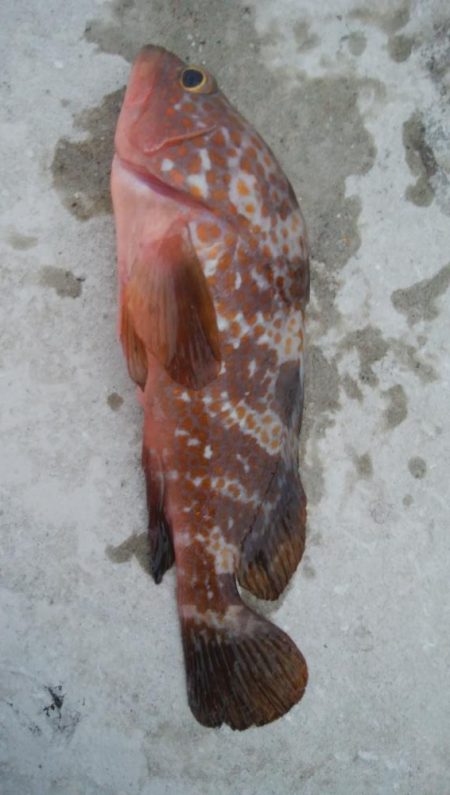 メバル3匹!キジハタ1匹!