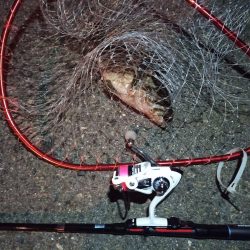 2022/03/24 南港ライトゲーム釣行 ～尺タケノコ～