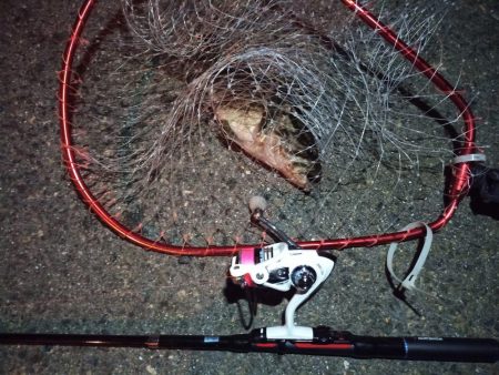 2022/03/24 南港ライトゲーム釣行 ～尺タケノコ～