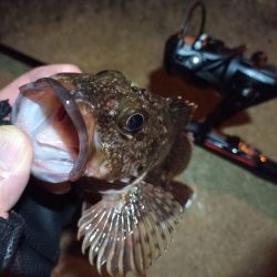 2022/03/26 南港ライトゲーム釣行