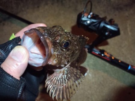 2022/03/26 南港ライトゲーム釣行