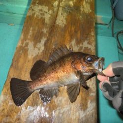 初の夜メバルボートはシーバスラッシュ!