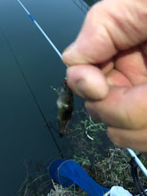 大同川モロコ４０匹コアユ１３匹