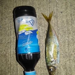 アジ1本狙い！もう少し釣れればなあ。。。　と思いながらも満足レベルでした。　