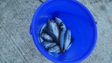 アジ！！数はともかくサイズが割と良かったかと＾＾b