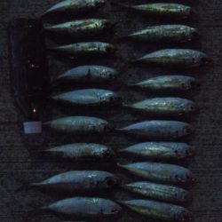 晩酌用のアジ狙い！！　渋い。。。。涙