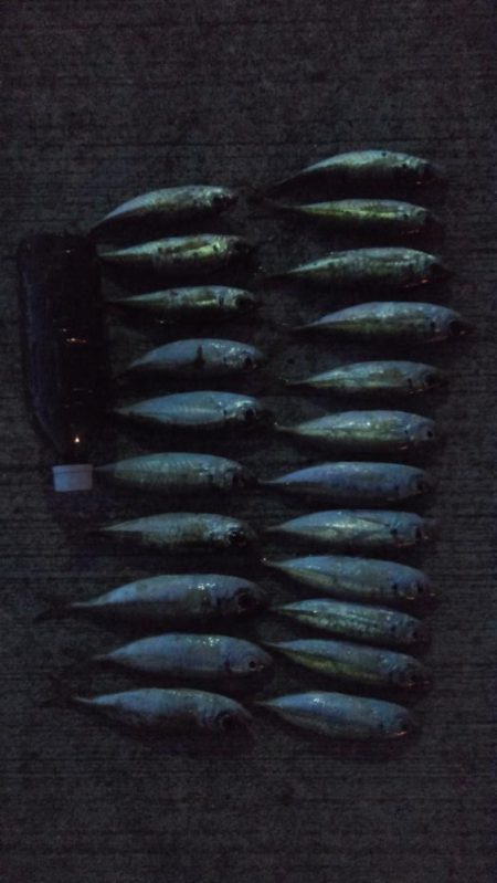 晩酌用のアジ狙い！！　渋い。。。。涙