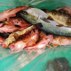 泉州丸　釣果