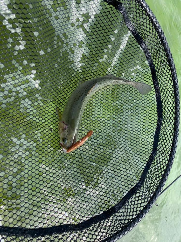 かめプー　エリアトラウト