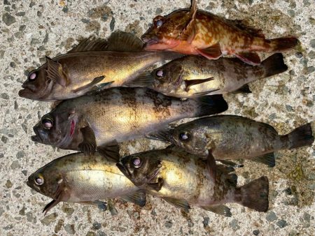 フロートメバリング