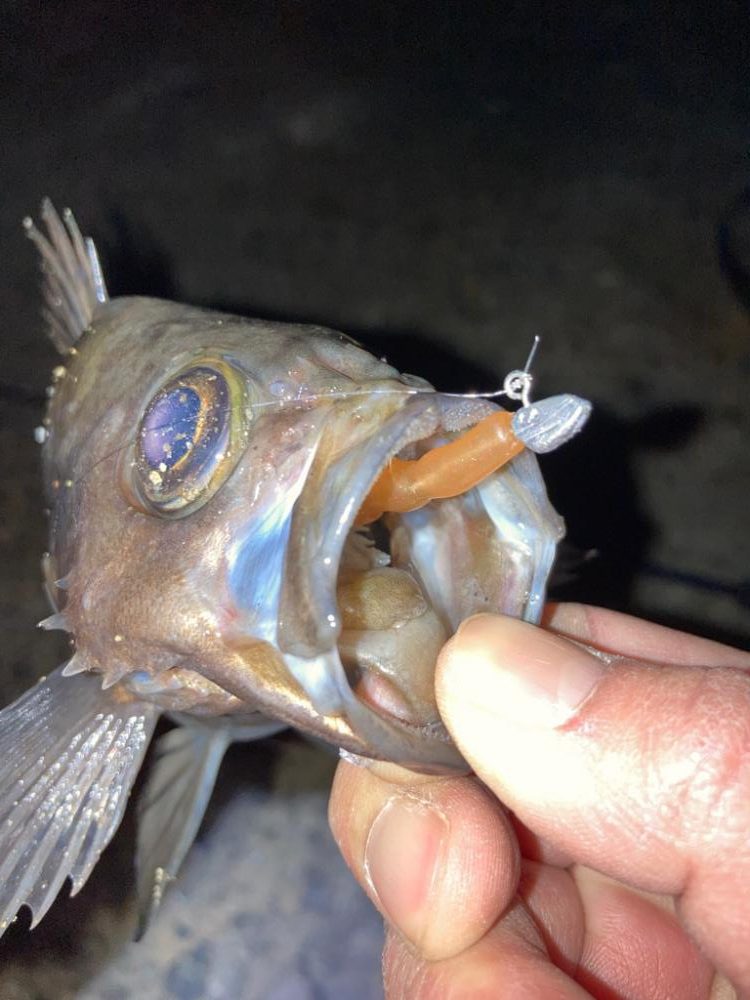 【メバリング】ホームは安定のメバル