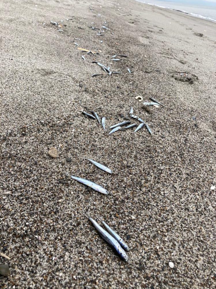 小座布団ヒラメ