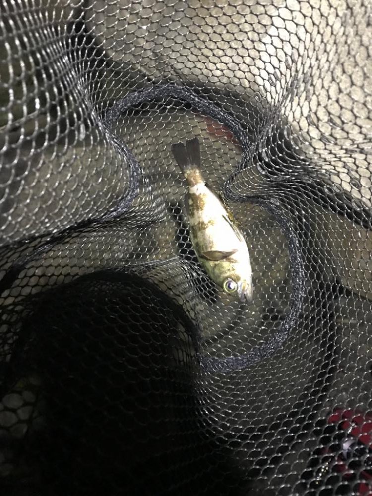 フロートメバリング