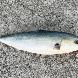 今年初ショア青物！