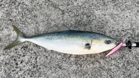 今年初ショア青物！