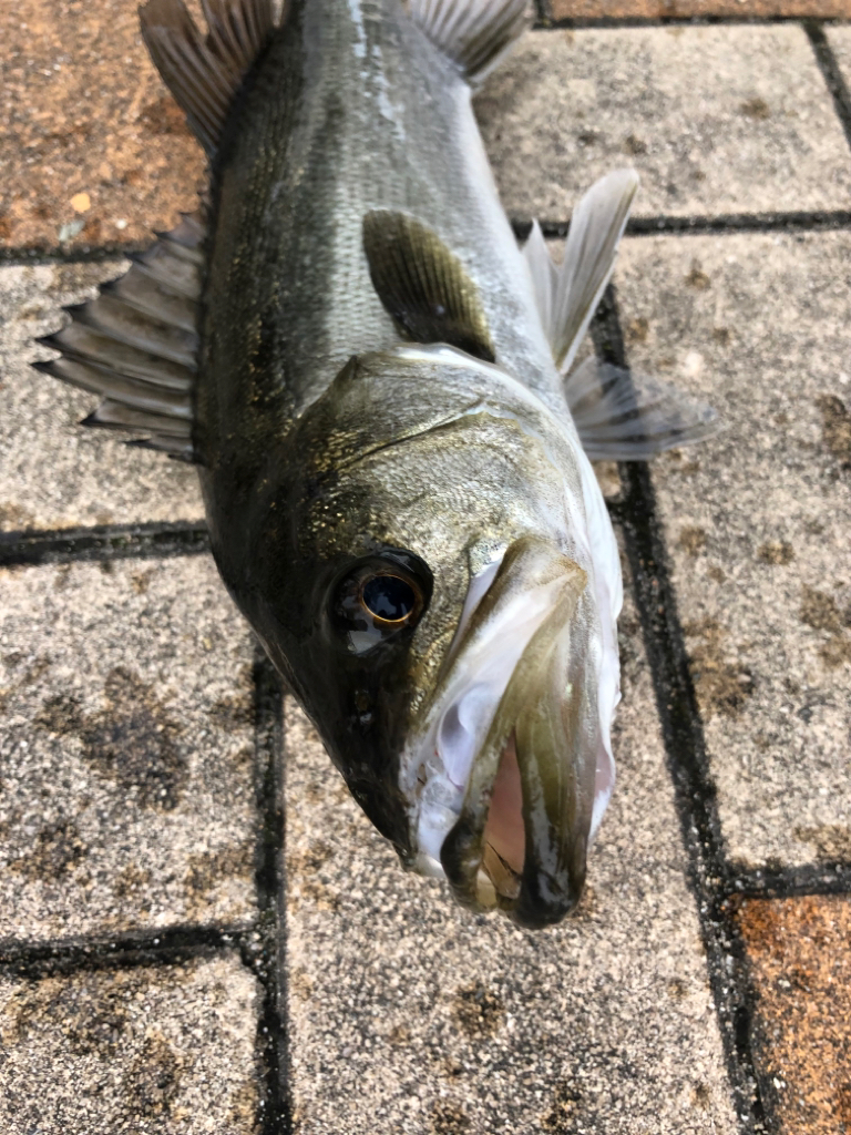 寒の戻りのなか活性高い