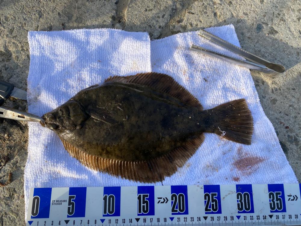 花見カレイ狙い　投げ釣り