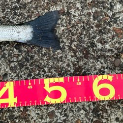 千葉港絶好調！