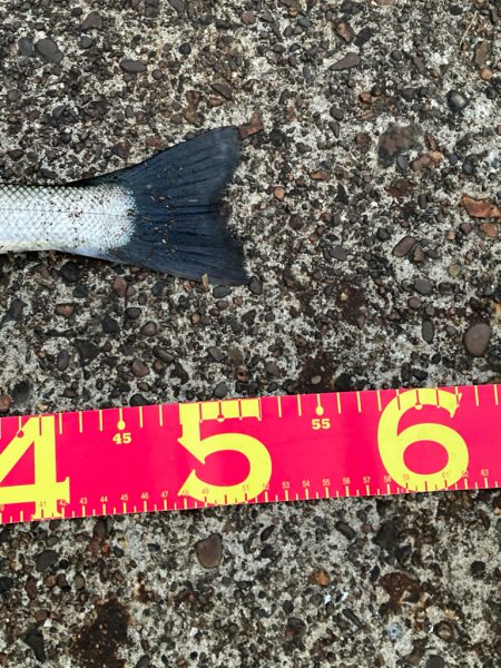 千葉港絶好調！