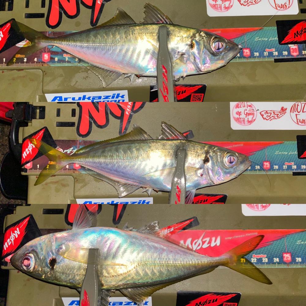 アジを釣る為の答え合わせ