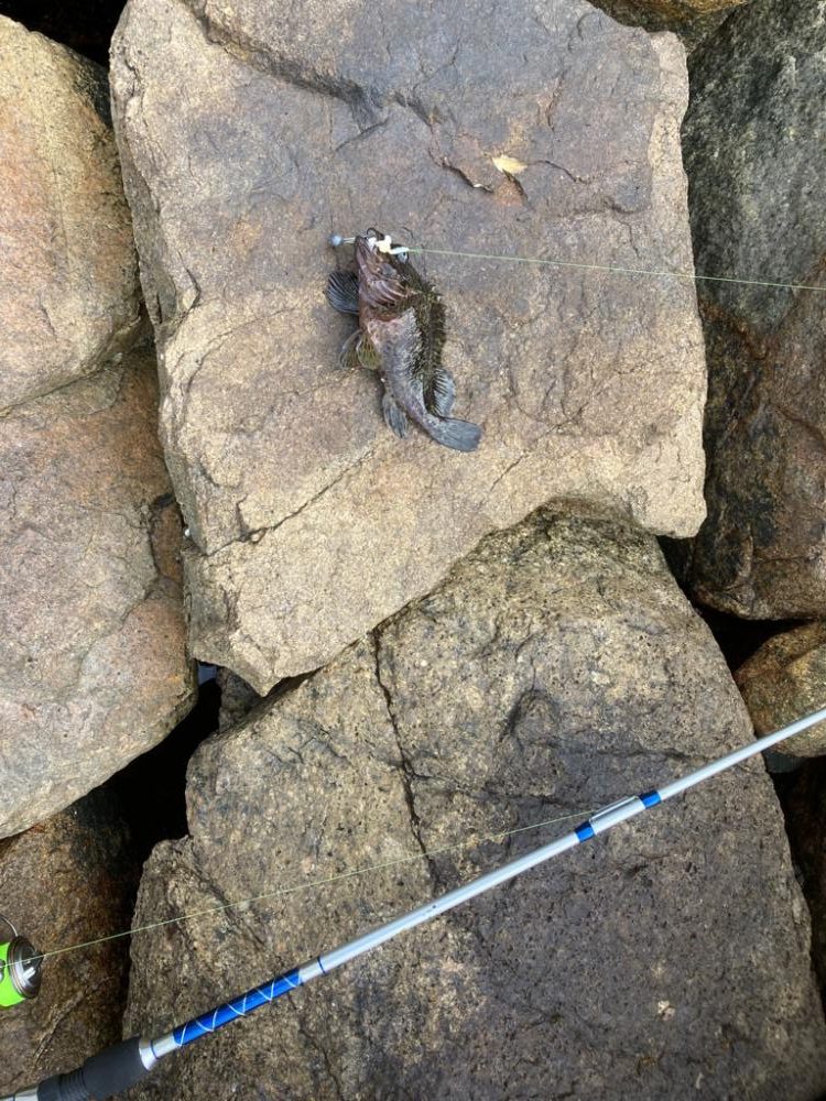 本年釣行14日目、穴釣り6回目