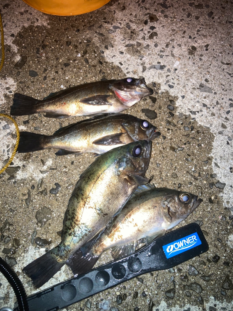 離島メバリング