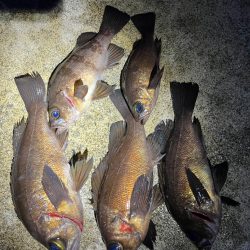 風が和らぐ短時間釣行