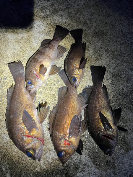 風が和らぐ短時間釣行