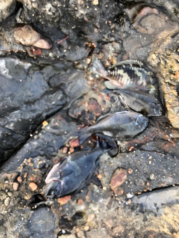 磯でラスト寒グレ釣り