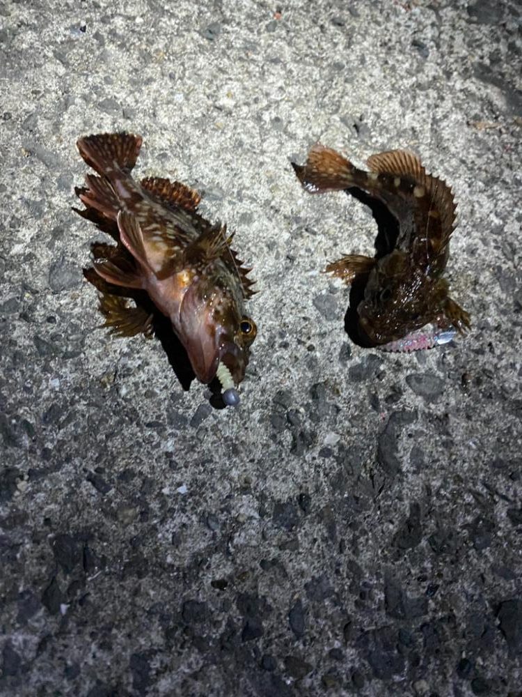 まだら模様のあいつ