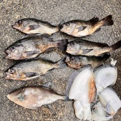 コウイカ&メバル