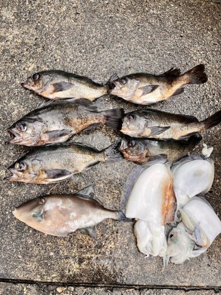 コウイカ&メバル