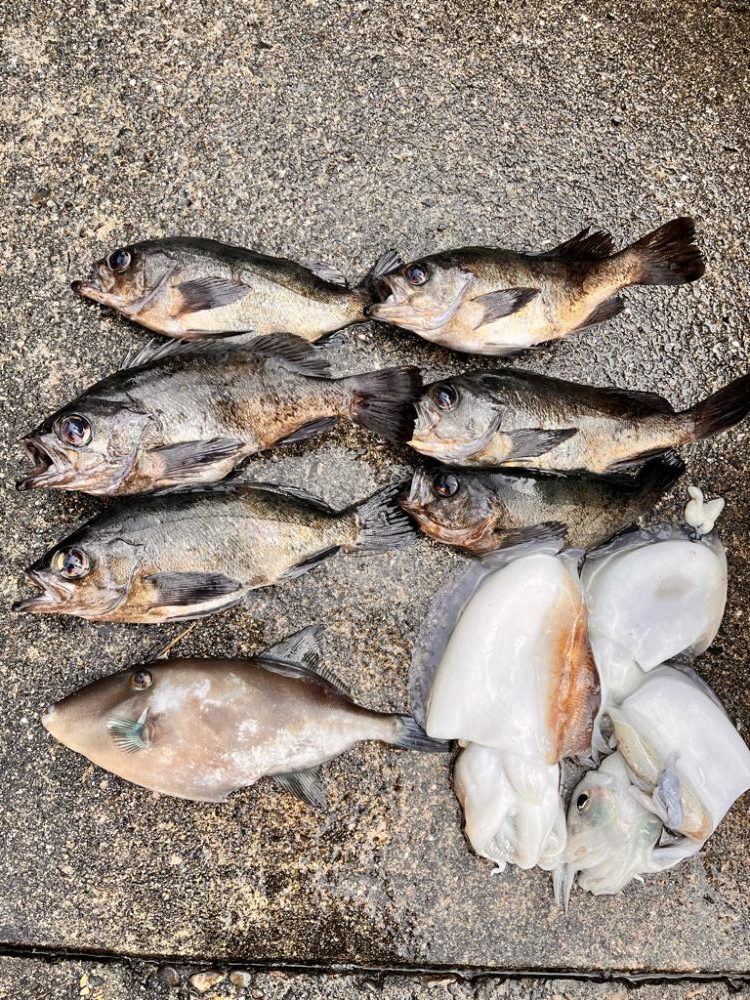 コウイカ&メバル