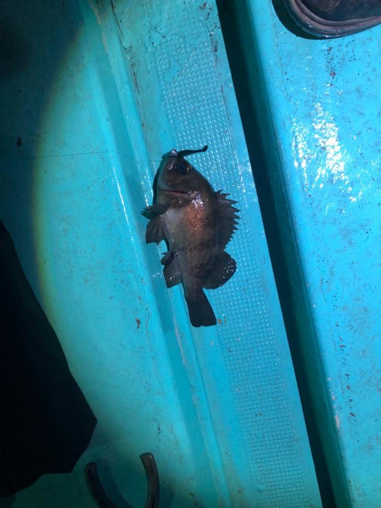 小峰丸さんでボートメバル