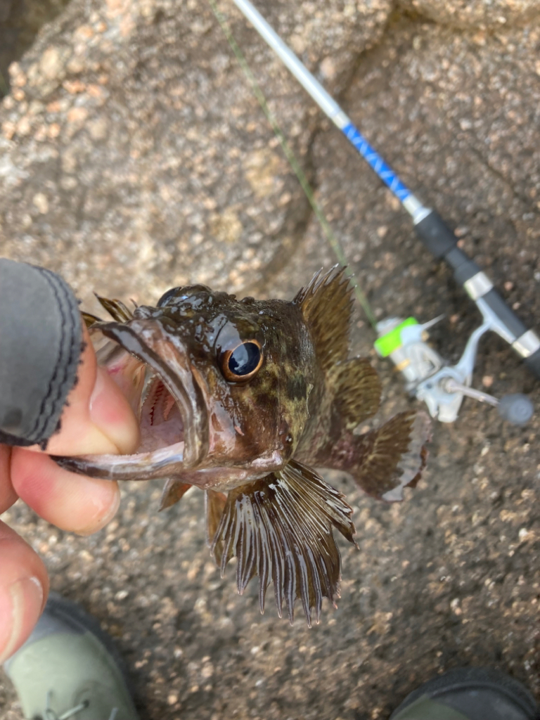 穴釣り今年7回目