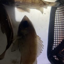 久々まともにメバリング