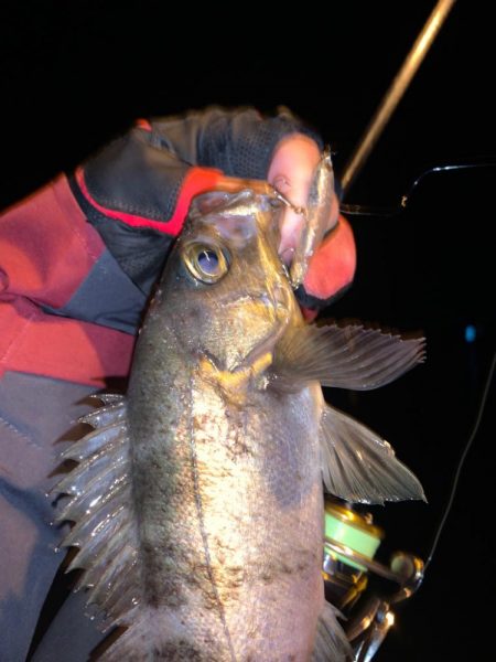 満足すぎたナイト釣行…