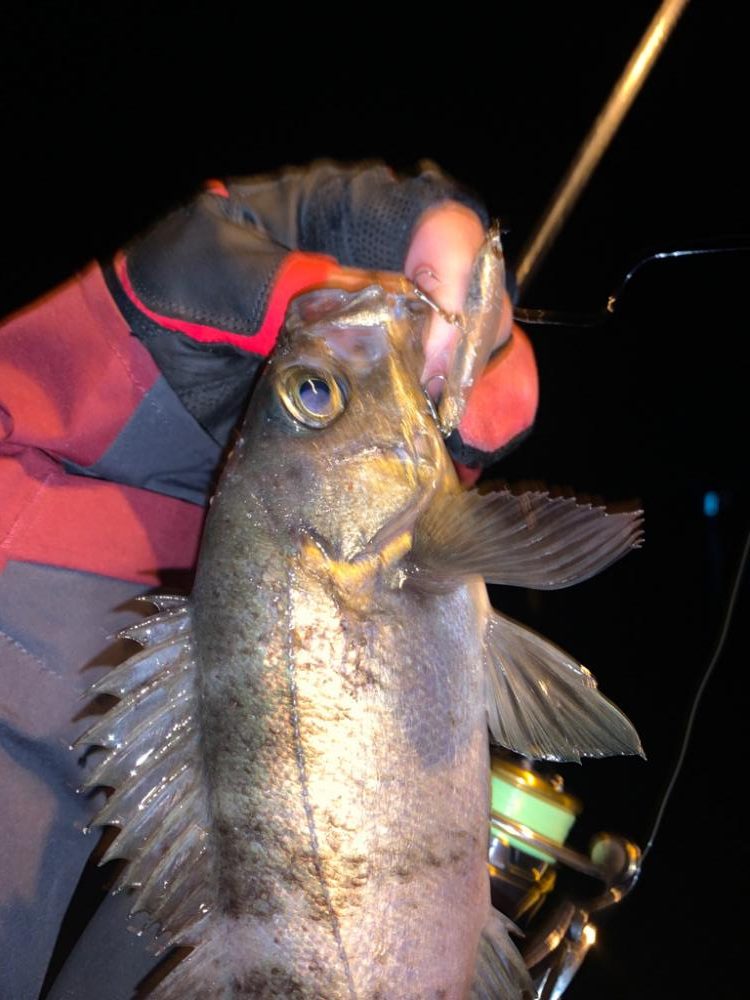満足すぎたナイト釣行…