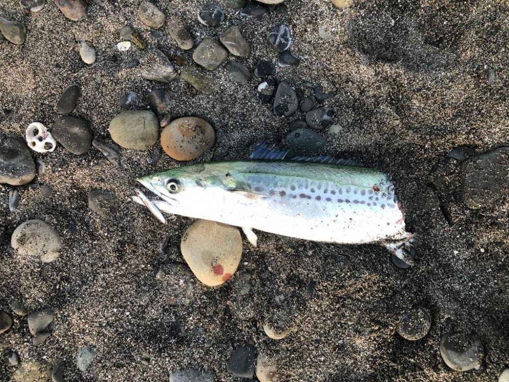 天草苓北町のサーフ