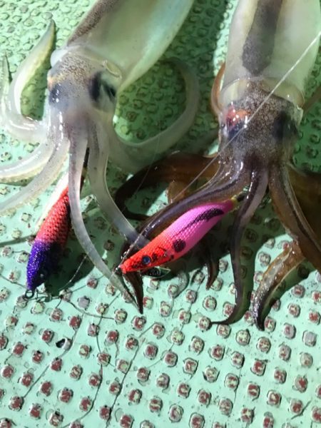 ネオグローのビッグアイで釣れ続くイカメタル