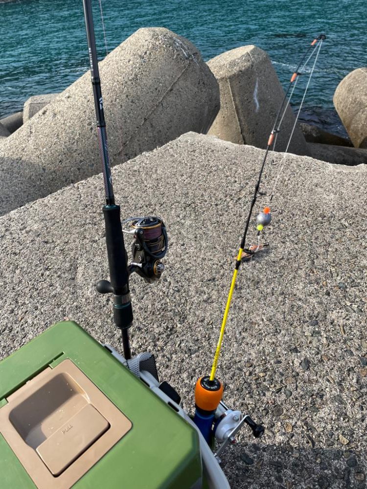 ヤリイカ釣れました